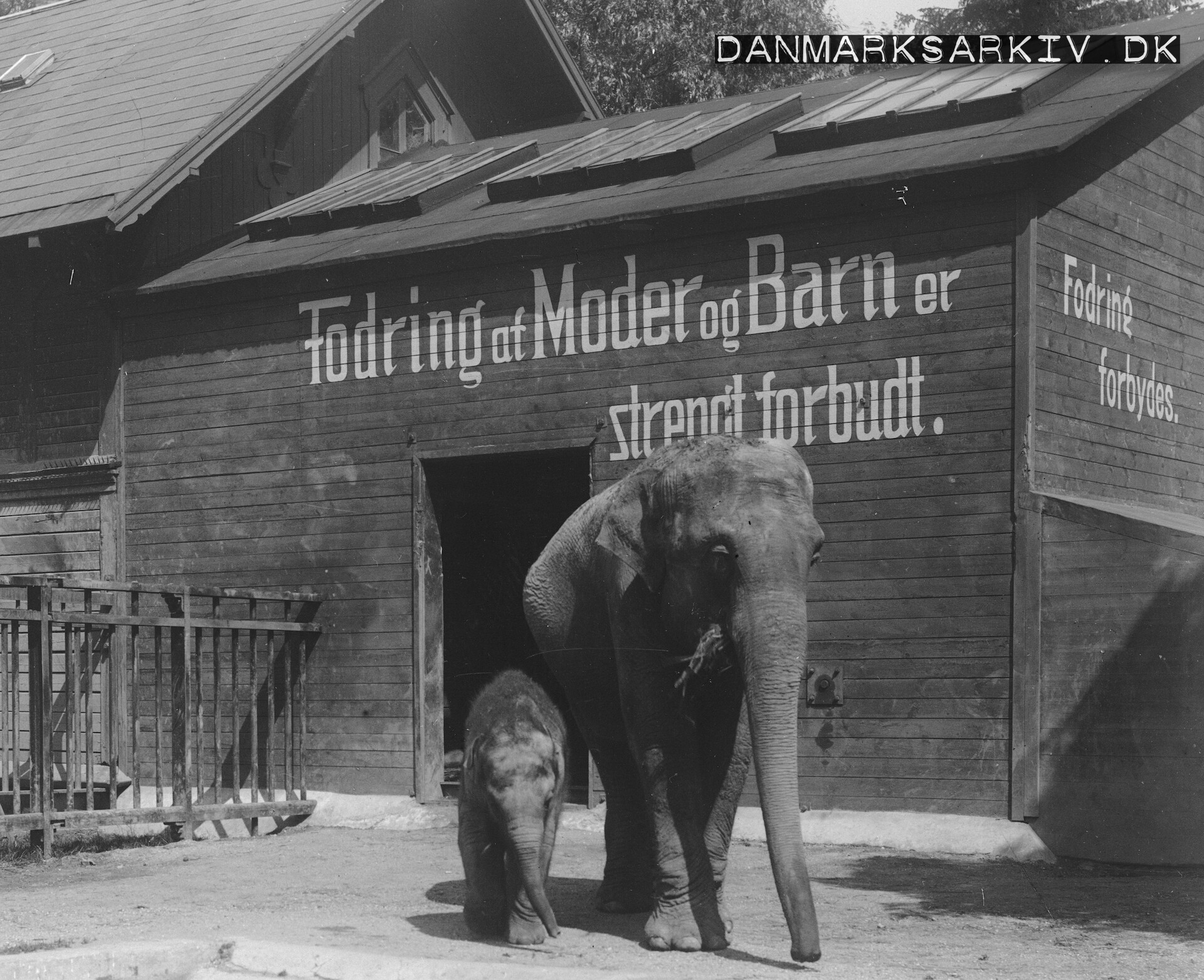 Københavns Zoologiske Have - Elefanterne Ellen og Kasper - ca 1915