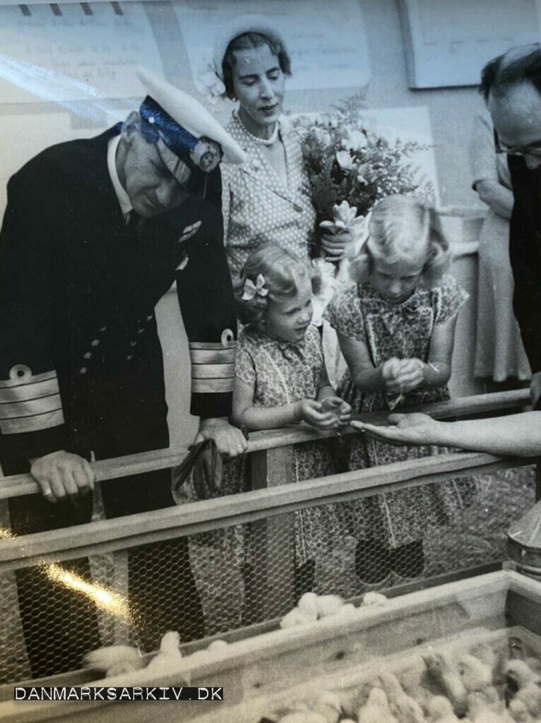 Kong Frederik IX med Dronning Ingrid, og to af prinsesserne. Kjølbæk har lige rakt Prinsesse Margrethe en kylling fra FUNKI udstillingen